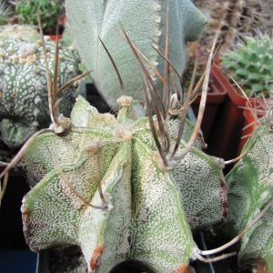 Astrophytum niveum