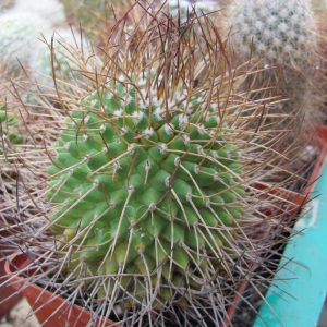 Mammillaria obconella