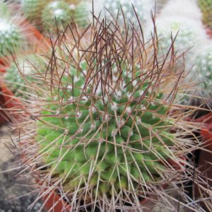 Mammillaria obconella