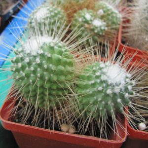 Mammillaria un Pico