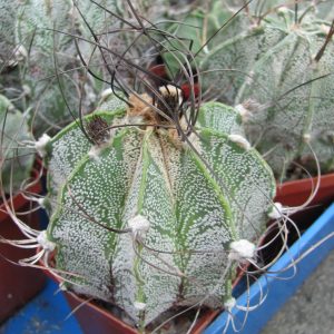 Astrophytum niveum