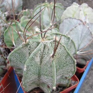 Astrophytum niveum