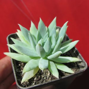 Dudleya farinosa