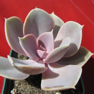 Echeveria Perle von Nurnberg