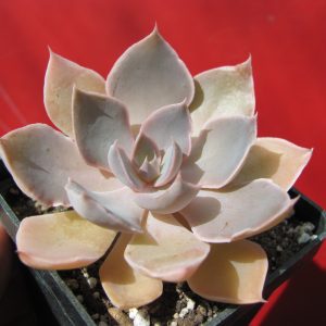 Echeveria strictiflora hybr.   F1