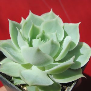 Echeveria Laguna Sanchez hybr.