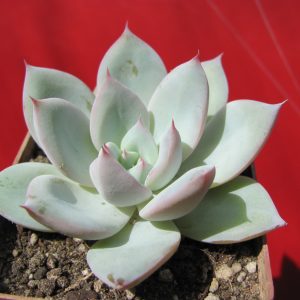 Echeveria Beatrice