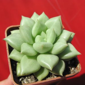Echeveria Van Keppel