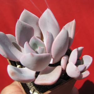 Echeveria Debbie