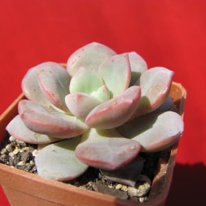 Echeveria *Jelly Jem*
