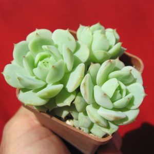 Echeveria derenbergii    3 вместе