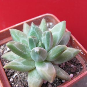 Pachyphytum compactum *Purple Diamond* hybr.