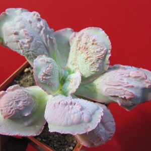 Echeveria Linguas