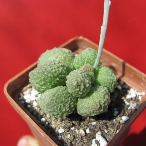 Adromischus marianiae Herrei Green