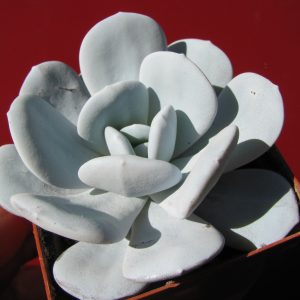 Echeveria laui