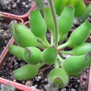 Adromischus cristatus Kleinpoort