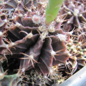 Gymnocalycium mihanovichii nigra