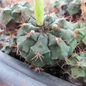 Gymnocalycium volkeri