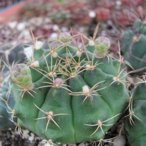 Gymnocalycium anisitsii