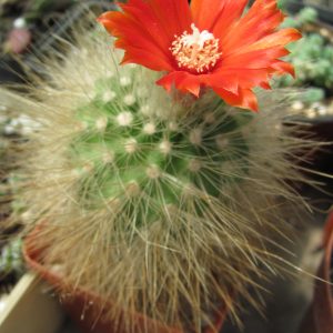 Parodia nivosa