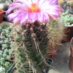 Thelocactus bicolor rubrispinus