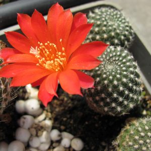 Rebutia krainziana
