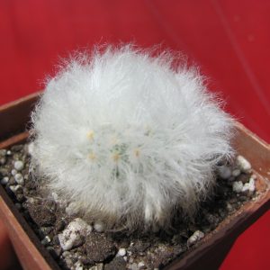 Mammillaria multilanata