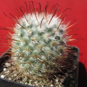 Mammillaria bombycina