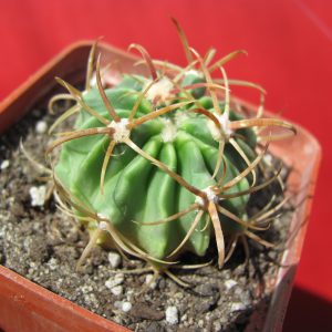 Ferocactus latispinus