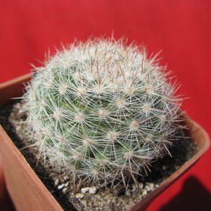 Mammillaria candida