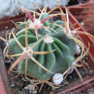Ferocactus latispinus