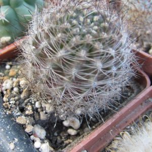 Neoporteria multicolor