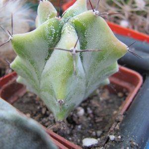 Lemairocereus pruinosus