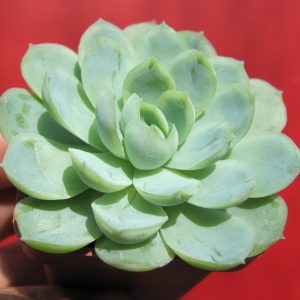 Echeveria Snow Ball