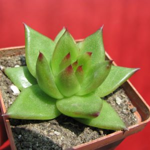 Echeveria agavoides  *Lipstik*