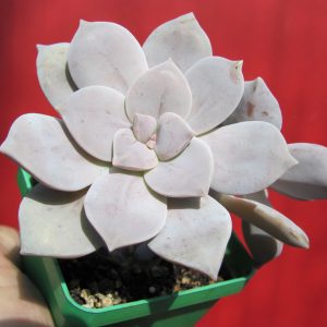 Graptopetalum superbum   2 вместе