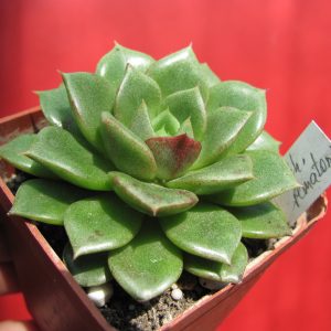 Echeveria *Yamatomini*