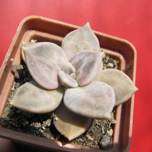 Echeveria xichuensis