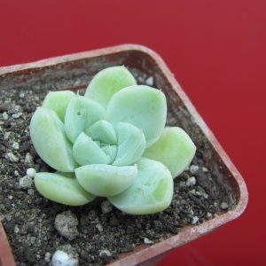 Echeveria albicans