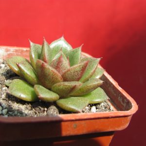 Echeveria *Yamatomini*