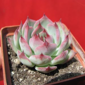 Echeveria chihuahuensis Ruby Blush