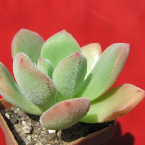 Echeveria pulvinata Ruby hybr.