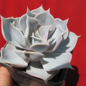 Echeveria lilacina Rosea