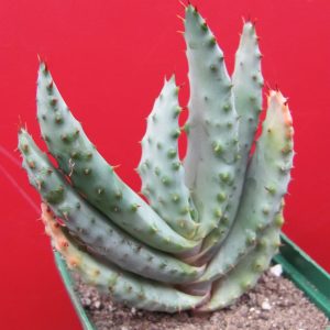 Aloe marlothii