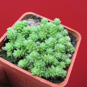 Sedum compactum