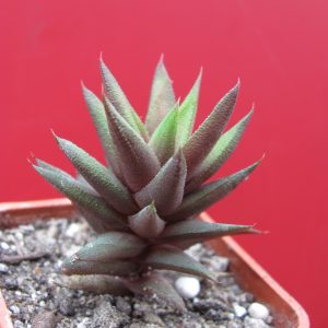 Haworthia tortuosa curta