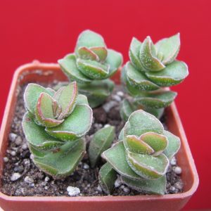 Crassula   *Jade Tower*     4 вместе