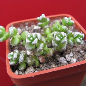 Crassula coralina
