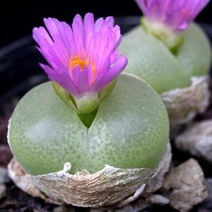 conophytum subfenestratum