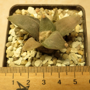 ariocarpus furfuraceus rostratus own root